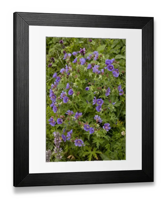 Framed Print : Caucasian Cranesbill (Geranium ibericum) flowering, growing on high grazing pasture, Anzar Yayla, Pontic Mountains Framed Print : Caucasian Cranesbill (Geranium ibericum) flowering, growing on high grazing pasture, Anzar Yayla, Pontic Mountains
