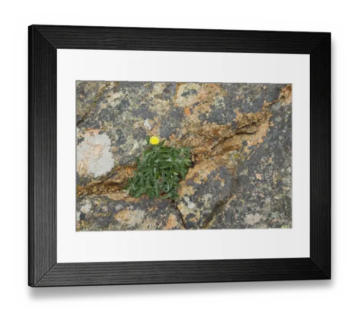 Framed Print : Mouse-ear Hawkweed (Hieracium pilosella) flowering, growing in crevice on coastal rocks, Jersey, Channel Islands, May Framed Print : Mouse-ear Hawkweed (Hieracium pilosella) flowering, growing in crevice on coastal rocks, Jersey, Channel Islands, May