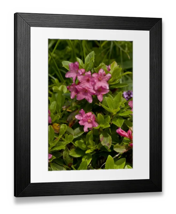 Framed Print : Hairy Alpenrose (Rhododendron hirsutum) flowering, growing on limestone, German Alps, Bavaria, Germany, July Framed Print : Hairy Alpenrose (Rhododendron hirsutum) flowering, growing on limestone, German Alps, Bavaria, Germany, July