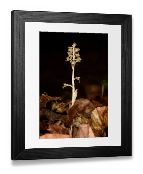 Framed Print : Birds Nest Orchid (Neottia nidus-avis) flowerspike, growing amongst leaf litter in shady woodland, Oxfordshire Framed Print : Birds Nest Orchid (Neottia nidus-avis) flowerspike, growing amongst leaf litter in shady woodland, Oxfordshire