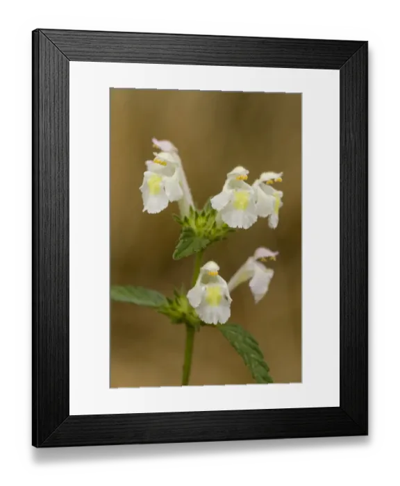 Framed Print : Downy Hemp-nettle (Galeopsis segetum) close-up of flowers, France, August Framed Print : Downy Hemp-nettle (Galeopsis segetum) close-up of flowers, France, August