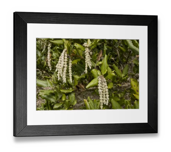 Framed Print : Wavyleaf Silktassle (Garrya elliptica) close-up of male catkins, Califonia, U. S. A. February Framed Print : Wavyleaf Silktassle (Garrya elliptica) close-up of male catkins, Califonia, U. S. A. February