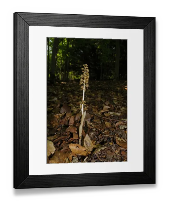 Framed Print : Birds Nest Orchid (Neottia nidus-avis) flowerspike, growing in woodland, Buckinghamshire, England, May Framed Print : Birds Nest Orchid (Neottia nidus-avis) flowerspike, growing in woodland, Buckinghamshire, England, May
