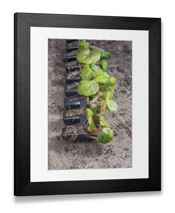 Framed Print : Cultivated Begonia (Begonia sp. ) planting plugs in greenhouse, Chipping, Lancashire, England, May Framed Print : Cultivated Begonia (Begonia sp. ) planting plugs in greenhouse, Chipping, Lancashire, England, May