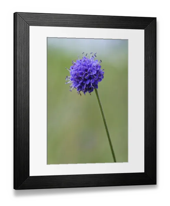 Framed Print : Devils Bit Scabious (Succisa pratensis) flowering, growing in wildflower meadow, near Grantown-on-Spey, Morayshire Framed Print : Devils Bit Scabious (Succisa pratensis) flowering, growing in wildflower meadow, near Grantown-on-Spey, Morayshire