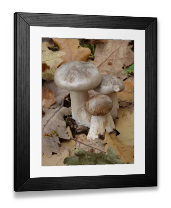 Framed Print : Soap-scented Tricholoma (Tricholoma saponaceum) fruiting bodies, growing amongst fallen leaves in woodland Framed Print : Soap-scented Tricholoma (Tricholoma saponaceum) fruiting bodies, growing amongst fallen leaves in woodland