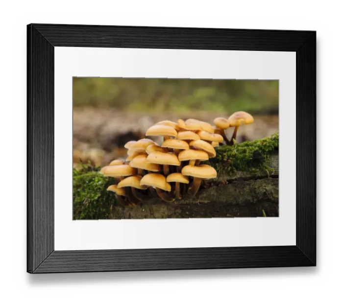 Framed Print : Velvet Shank Fungus (Flammulina velutipes) fruiting bodies, growing on moss covered log, Titchwell RSPB Reserve Framed Print : Velvet Shank Fungus (Flammulina velutipes) fruiting bodies, growing on moss covered log, Titchwell RSPB Reserve