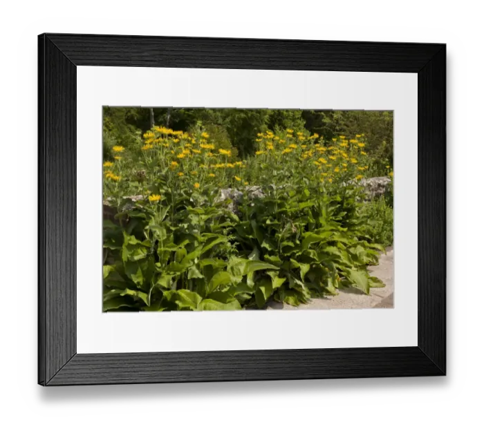 Framed Print : Elecampane (Inula helenium) introduced naturalised species, flowering, growing alongside old wall, Dorset, England Framed Print : Elecampane (Inula helenium) introduced naturalised species, flowering, growing alongside old wall, Dorset, England