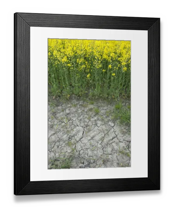 Framed Print : Drought, cracked soil at edge of Oilseed Rape (Brassica napus) crop, flowering in field, Sweden, May Framed Print : Drought, cracked soil at edge of Oilseed Rape (Brassica napus) crop, flowering in field, Sweden, May