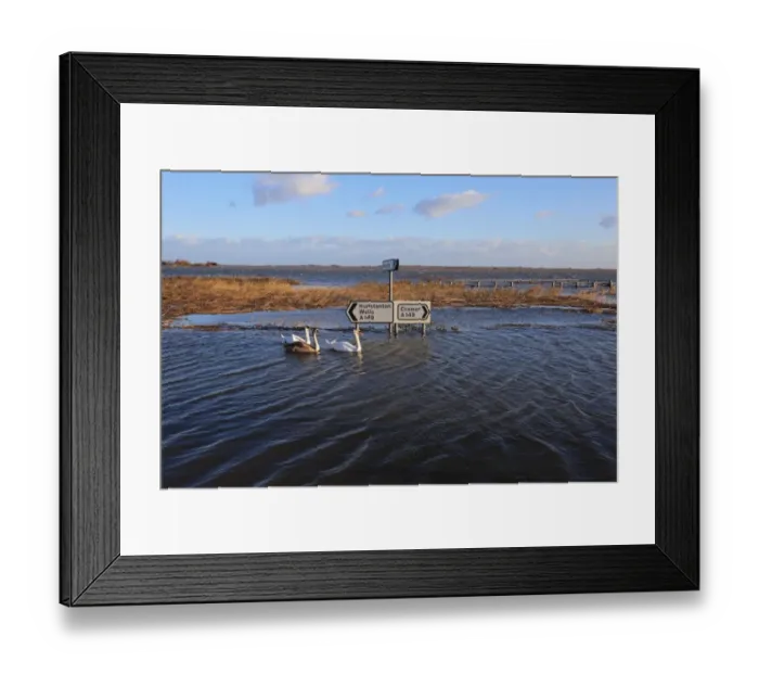 Framed Print : Flooded coast road and coastal marshland after tidal surge, with Mute Swan (Cygnus olor) adults and juvenile swimming Framed Print : Flooded coast road and coastal marshland after tidal surge, with Mute Swan (Cygnus olor) adults and juvenile swimming