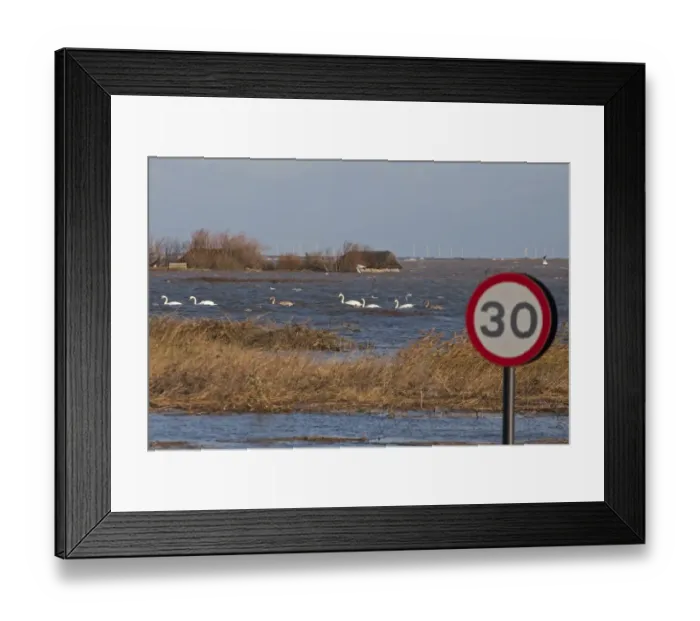 Framed Print : Flooded coast road and coastal marshland after tidal surge, with Mute Swans (Cygnus olor) Framed Print : Flooded coast road and coastal marshland after tidal surge, with Mute Swans (Cygnus olor)