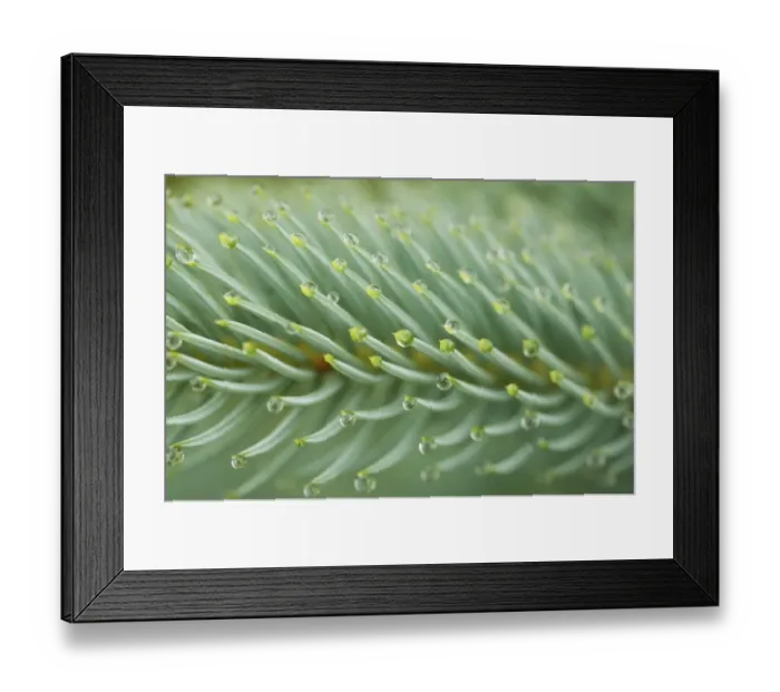 Framed Print : Raindrops, water droplets on conifer needles, Sweden Framed Print : Raindrops, water droplets on conifer needles, Sweden
