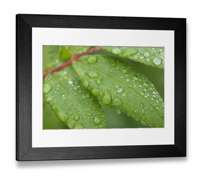 Framed Print : Raindrops, water droplets on leaves, Sweden
