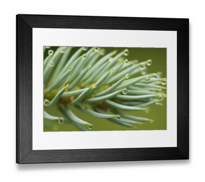 Framed Print : Raindrops, water droplets on conifer needles, Sweden Framed Print : Raindrops, water droplets on conifer needles, Sweden