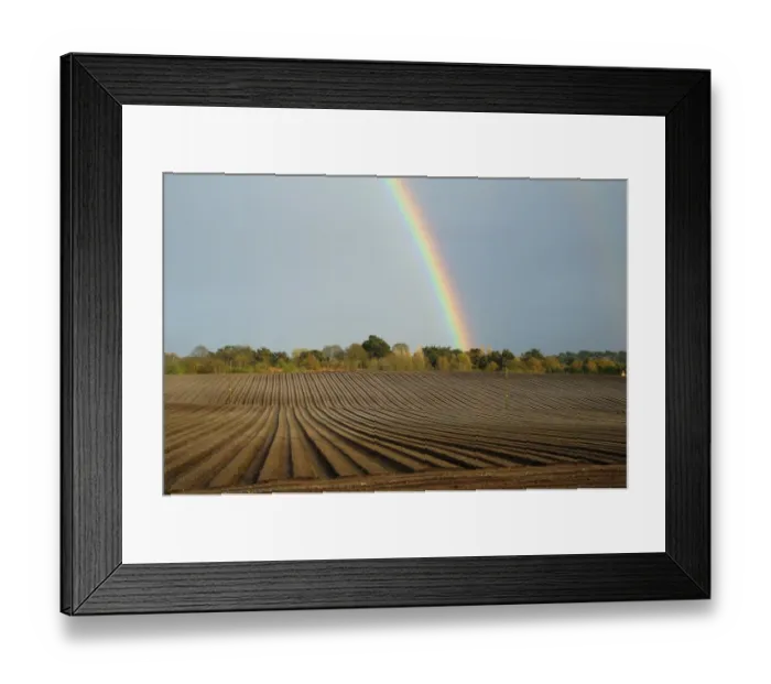 Framed Print : Rainbow over trees and arable field with furrows, in evening sunlight, Aldeburgh, Suffolk, England, April Framed Print : Rainbow over trees and arable field with furrows, in evening sunlight, Aldeburgh, Suffolk, England, April