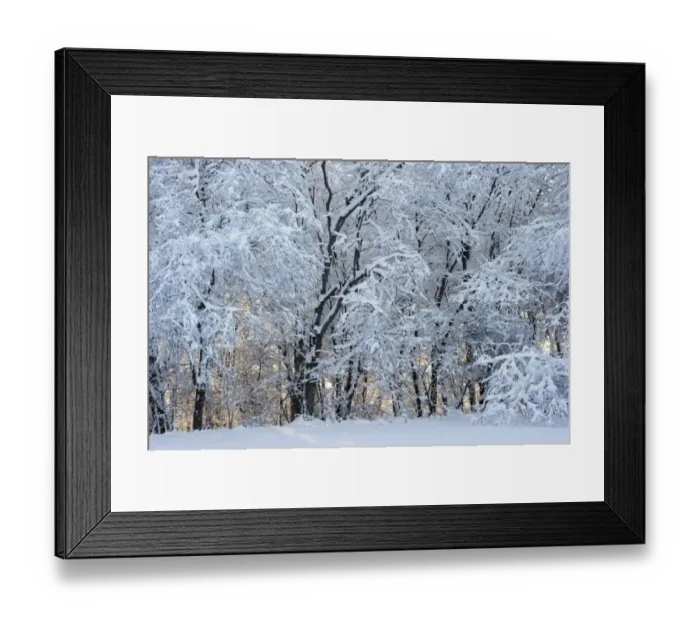 Framed Print : Snow covered trees in evening, Sweden, december Framed Print : Snow covered trees in evening, Sweden, december