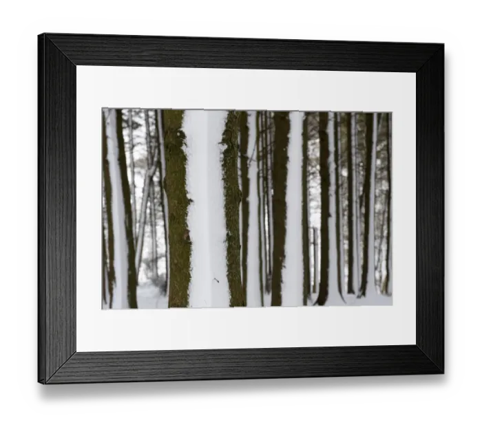 Framed Print : Snow blown onto Pine (Pinus sp. ) trunks in woodland, Cumbria, England, March Framed Print : Snow blown onto Pine (Pinus sp. ) trunks in woodland, Cumbria, England, March
