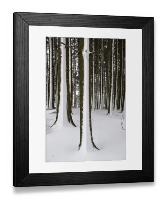 Framed Print : Snow blown onto Pine (Pinus sp. ) trunks in woodland, Cumbria, England, March