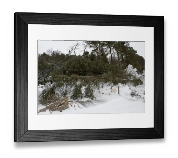 Framed Print : Pine (Pinus sp. ) trees blown across snow covered farm road after severe winter storm, Cumbria, England, March Framed Print : Pine (Pinus sp. ) trees blown across snow covered farm road after severe winter storm, Cumbria, England, March