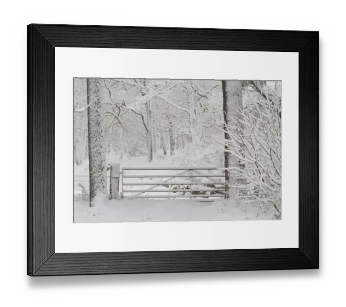 Framed Print : Gate into Sessile Oak (Quercus petraea) woodland after snowstorm, Powys, Wales, March Framed Print : Gate into Sessile Oak (Quercus petraea) woodland after snowstorm, Powys, Wales, March
