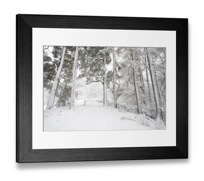 Framed Print : Mixed conifer and oak woodland after snowstorm, Powys, Wales, March Framed Print : Mixed conifer and oak woodland after snowstorm, Powys, Wales, March