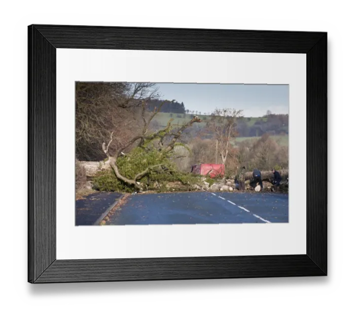 Framed Print : Clearing fallen tree from road after being blown over in wind, near Clitheroe, Lancashire, England, December Framed Print : Clearing fallen tree from road after being blown over in wind, near Clitheroe, Lancashire, England, December