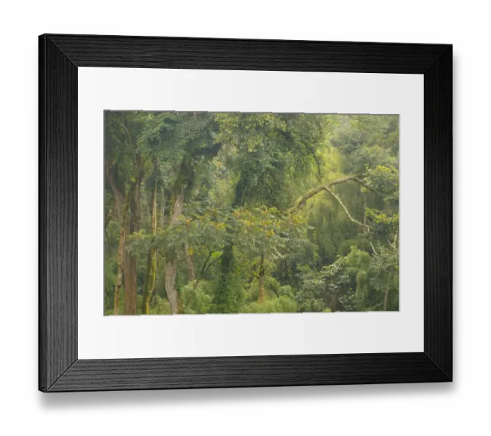 Framed Print : View of tropical forest habitat, Kahuzi-Biega N. P. Kivu Region, Democratic Republic of Congo, November Framed Print : View of tropical forest habitat, Kahuzi-Biega N. P. Kivu Region, Democratic Republic of Congo, November