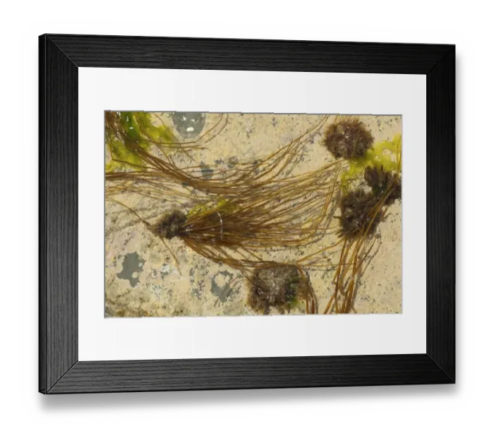 Framed Print : Beanweed (Scytosiphon lomentaria) atttached to rock in shallow water at low tide, Kimmeridge, Isle of Purbeck, Dorset Framed Print : Beanweed (Scytosiphon lomentaria) atttached to rock in shallow water at low tide, Kimmeridge, Isle of Purbeck, Dorset