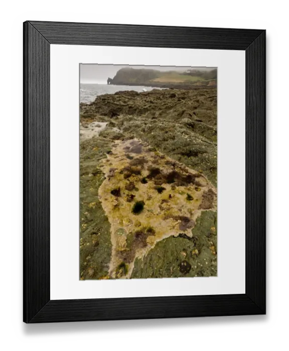 Framed Print : Rockpool habitat at low tide, Prawle Point, South Devon, England, September Framed Print : Rockpool habitat at low tide, Prawle Point, South Devon, England, September