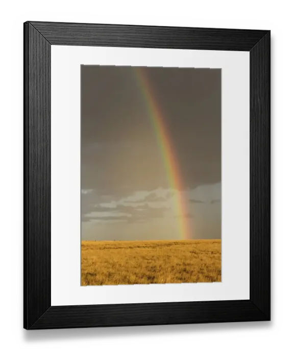 Framed Print : Rainbow over savannah habitat in evening sunlight, Masai Mara National Reserve, Kenya, August Framed Print : Rainbow over savannah habitat in evening sunlight, Masai Mara National Reserve, Kenya, August