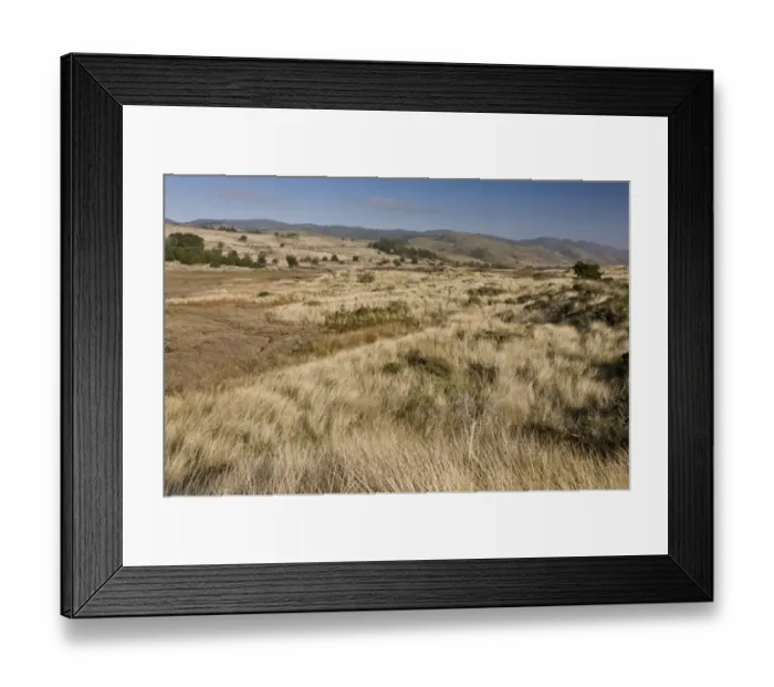 Framed Print : View of coastal saltmarshes and sand dunes habitat, Drakes Estero (Drakes Estuary), Point Reyes National Seashore Framed Print : View of coastal saltmarshes and sand dunes habitat, Drakes Estero (Drakes Estuary), Point Reyes National Seashore