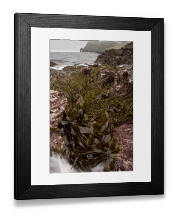 Framed Print : Seaweed in rockpool habitat at low tide, Prawle Point, South Devon, England, September Framed Print : Seaweed in rockpool habitat at low tide, Prawle Point, South Devon, England, September