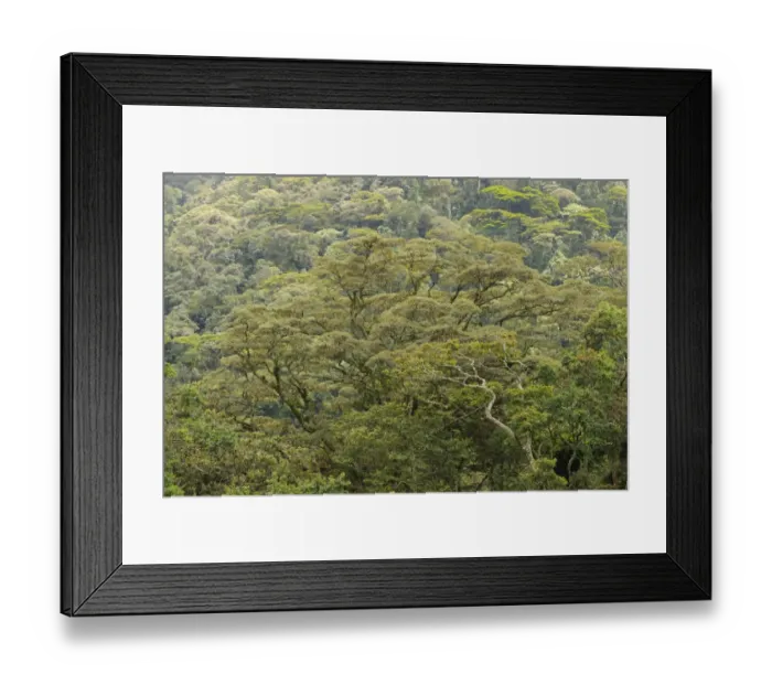 Framed Print : View of tropical forest habitat, Kahuzi-Biega N. P. Kivu Region, Democratic Republic of Congo, November Framed Print : View of tropical forest habitat, Kahuzi-Biega N. P. Kivu Region, Democratic Republic of Congo, November