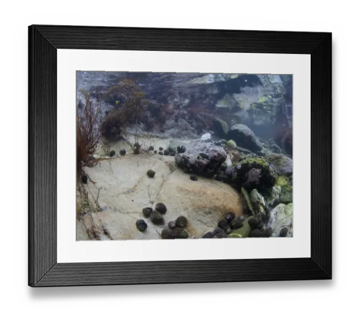 Framed Print : Underwater view of rockpool with sea-snails, Cornwall, England, March Framed Print : Underwater view of rockpool with sea-snails, Cornwall, England, March