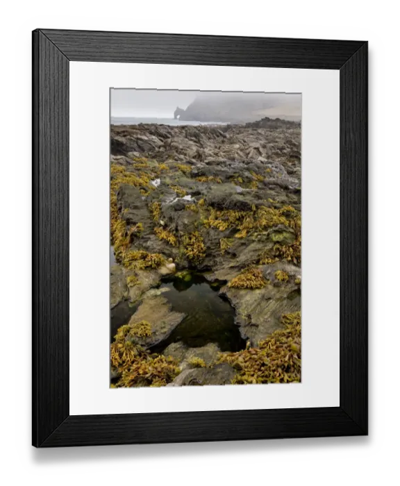 Framed Print : Rockpool habitat at low tide, Prawle Point, South Devon, England, September Framed Print : Rockpool habitat at low tide, Prawle Point, South Devon, England, September