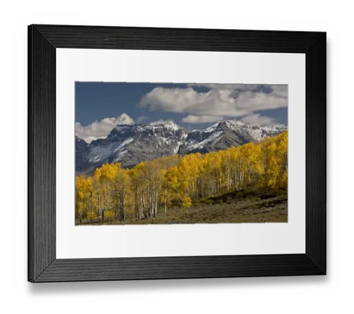 Framed Print : View of aspen and spruce forest habitat, looking towards Uncompaghre Wilderness around Uncompaghre Peak Framed Print : View of aspen and spruce forest habitat, looking towards Uncompaghre Wilderness around Uncompaghre Peak