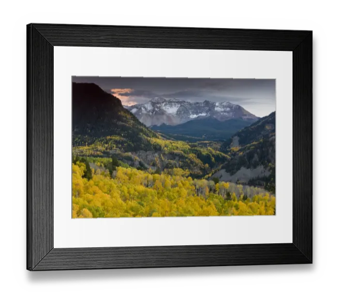 Framed Print : View of aspen forest habitat, looking across to Sheep Mountain and San Miguel Peak, San Juan Mountains, Colorado Framed Print : View of aspen forest habitat, looking across to Sheep Mountain and San Miguel Peak, San Juan Mountains, Colorado