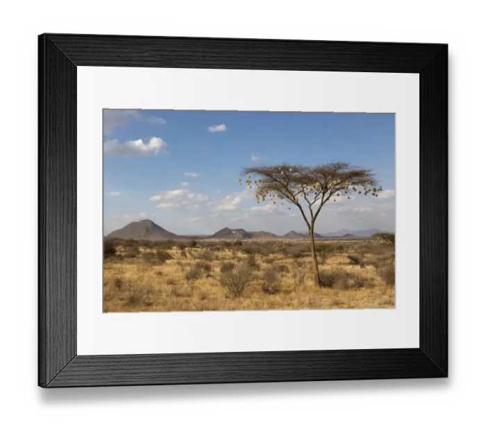 Framed Print : View of weaver nests hanging from acacia tree in semi-desert dry savannah habitat, Samburu National Reserve, Kenya Framed Print : View of weaver nests hanging from acacia tree in semi-desert dry savannah habitat, Samburu National Reserve, Kenya