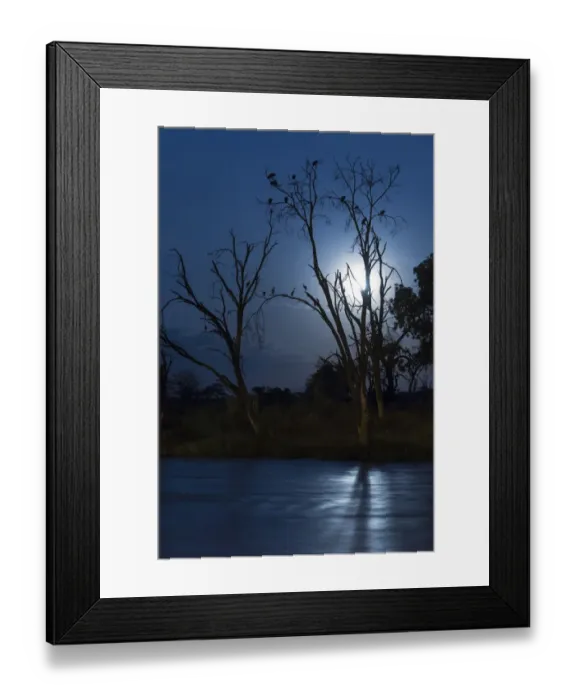Framed Print : Trees beside river with roosting herons and vultures at night, Samburu National Reserve, Kenya, August
