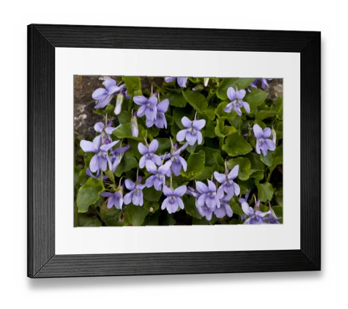 Framed Print : Early Dog-violet (Viola reichenbachiana) flowering, growing in woodland, Greece, April Framed Print : Early Dog-violet (Viola reichenbachiana) flowering, growing in woodland, Greece, April