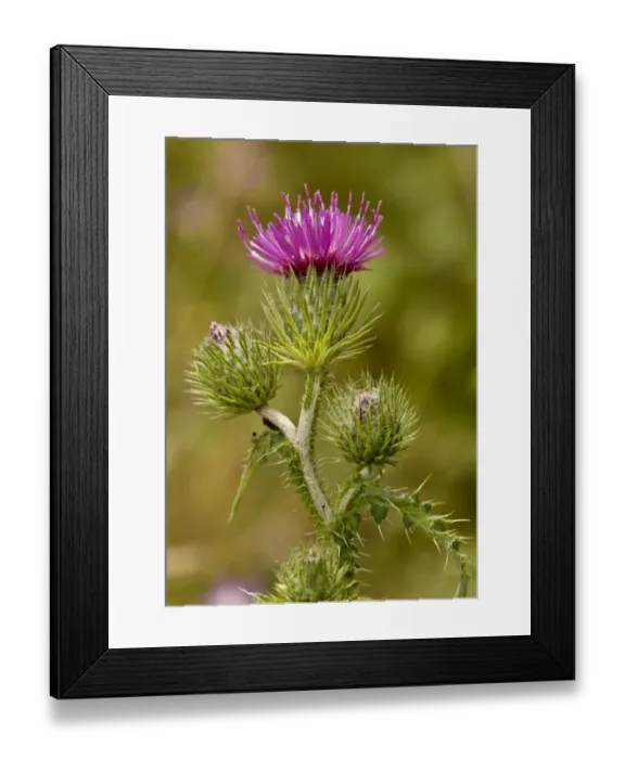 Framed Print : Welted Thistle (Carduus crispus) close-up of flowerheads, Ranscombe Farm Nature Reserve, Kent, England, July Framed Print : Welted Thistle (Carduus crispus) close-up of flowerheads, Ranscombe Farm Nature Reserve, Kent, England, July