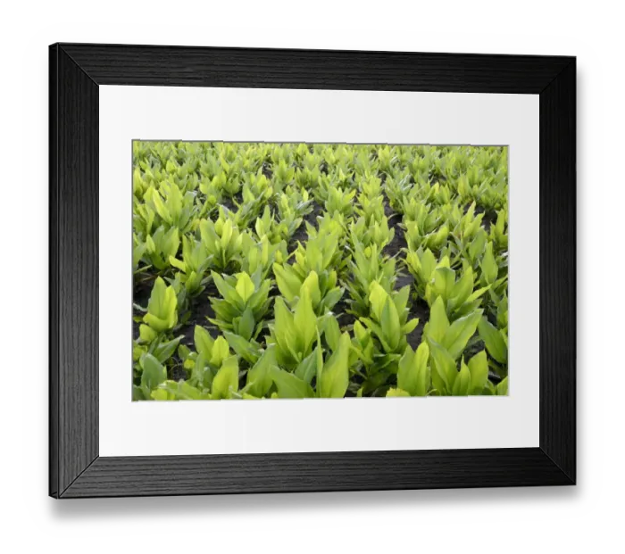 Framed Print : Turmeric (Curcuma longa) crop, growing in field, Gundelpet, Karnataka, India, September Framed Print : Turmeric (Curcuma longa) crop, growing in field, Gundelpet, Karnataka, India, September