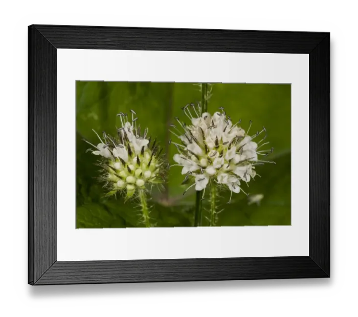 Framed Print : Small Teasel (Dipsacus pilosus) close-up of flowerheads, River Stour, Dorset, England, August