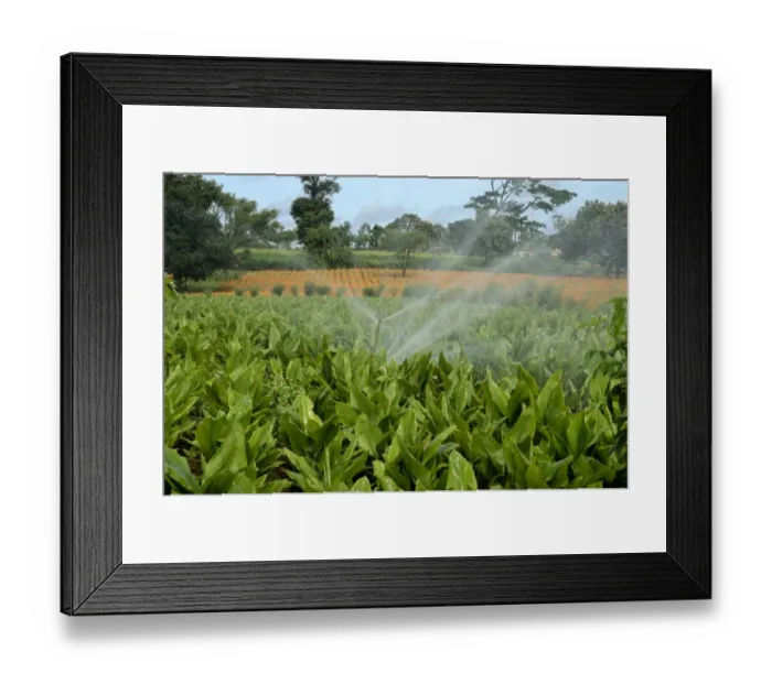 Framed Print : Turmeric (Curcuma longa) crop, with irrigator system watering field, Gundelpet, Karnataka, India, September Framed Print : Turmeric (Curcuma longa) crop, with irrigator system watering field, Gundelpet, Karnataka, India, September