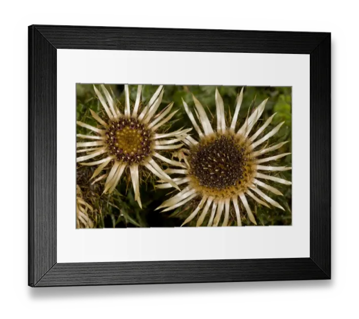 Framed Print : Carline Thistle (Carlina vulgaris) close-up of flowers, growing on chalk grassland, Hampshire, England, August Framed Print : Carline Thistle (Carlina vulgaris) close-up of flowers, growing on chalk grassland, Hampshire, England, August