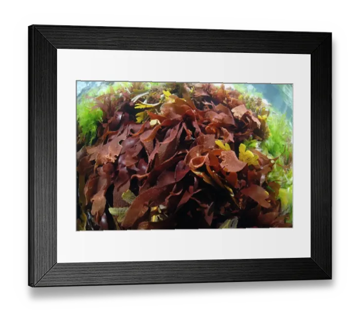 Framed Print : Red Rags Seaweed (Dilsea carnosa) fronds underwater, Pondfield Cove, Isle of Purbeck, Dorset, England, July Framed Print : Red Rags Seaweed (Dilsea carnosa) fronds underwater, Pondfield Cove, Isle of Purbeck, Dorset, England, July