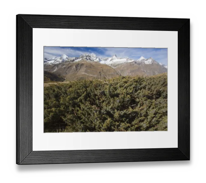 Framed Print : Savin Juniper (Juniperus sabina) habit, in fruit, growing in mountain habitat (at 2400m), Swiss Alps, Switzerland Framed Print : Savin Juniper (Juniperus sabina) habit, in fruit, growing in mountain habitat (at 2400m), Swiss Alps, Switzerland