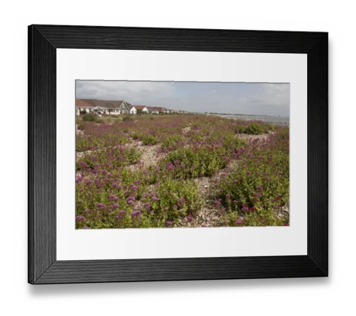 Framed Print : Red Valerian (Centranthus ruber) introduced naturalised species, flowering mass, growing on shingle beach habitat Framed Print : Red Valerian (Centranthus ruber) introduced naturalised species, flowering mass, growing on shingle beach habitat