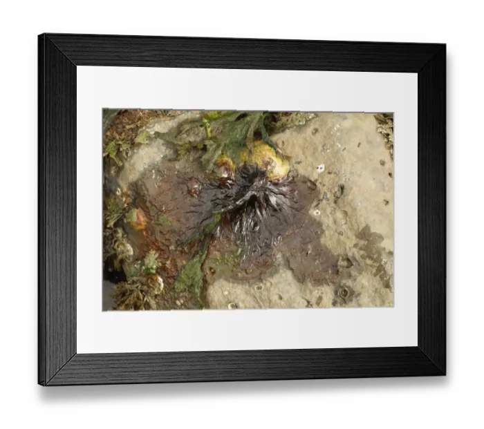 Framed Print : Purple Laver (Porphyra umbilicalis) on rock at low tide, Kimmeridge, Isle of Purbeck, Dorset, England, April