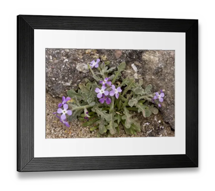 Framed Print : Three-horned Stock (Matthiola tricuspidata) flowering, growing on beach, Sardinia, Italy, April Framed Print : Three-horned Stock (Matthiola tricuspidata) flowering, growing on beach, Sardinia, Italy, April